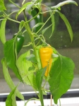 web.02 chili agatha - 13. september 2009